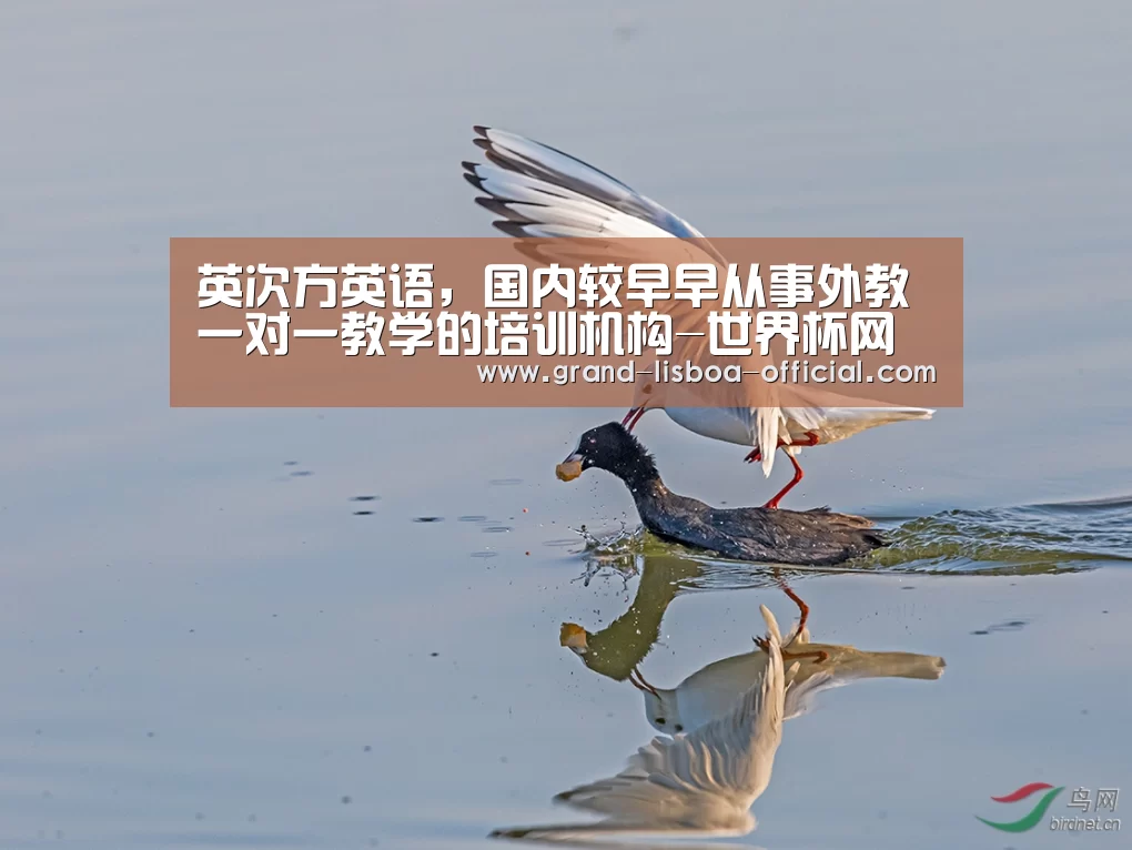 英次方英语,国内较早早从事外教一对一教学的培训机构-世界杯网投平台(图2) 世界杯网投官网